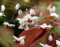 Fabulous red and white flowers